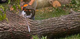 Best Stump Grinding and Removal  in Chickasaw, AL