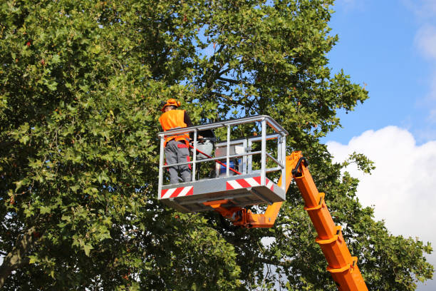 Best Tree Preservation Services  in Chickasaw, AL