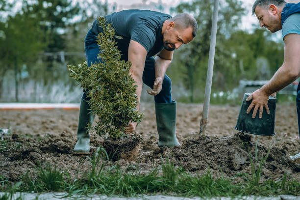 Tree and Shrub Care in Chickasaw, AL