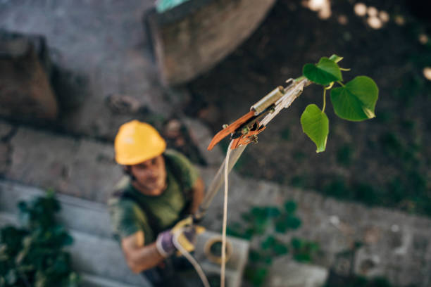 Best Fruit Tree Pruning  in Chickasaw, AL