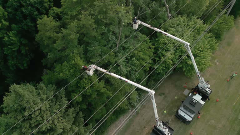 Best Tree Trimming and Pruning  in Chickasaw, AL