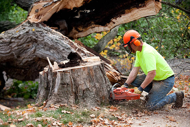 How Our Tree Care Process Works  in  Chickasaw, AL