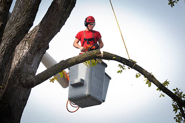 Best Leaf Removal  in Chickasaw, AL