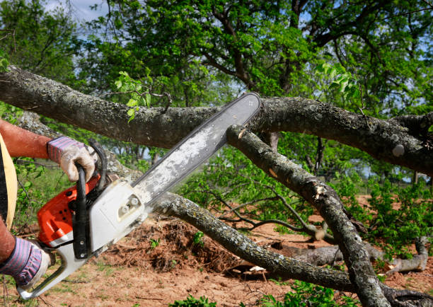 Best Lawn Grading and Leveling  in Chickasaw, AL