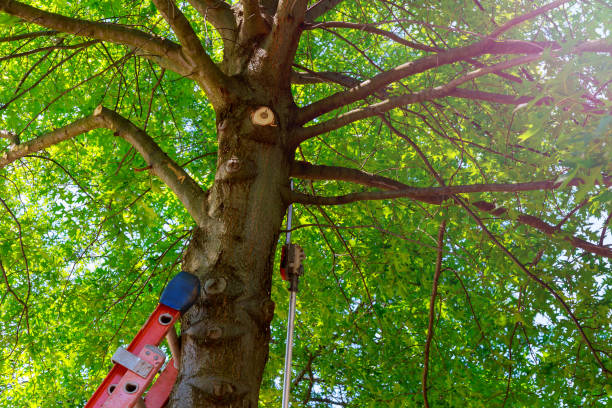 Best Tree Health Inspection  in Chickasaw, AL